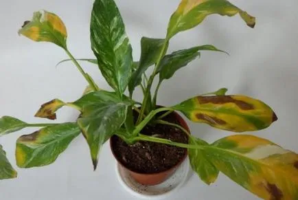 De ce innegresc frunzele din cauze și culori Plante de casa de mântuire