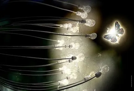 De ce sunt fluturi care zboară la lumină (fluture) De ce sunt fluturi zboară la lumină