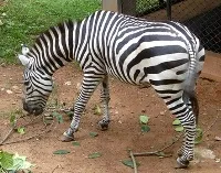 De ce scisne zebra dungi
