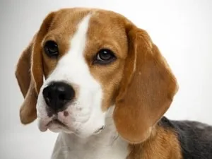 Descrierea detaliată a Beagle