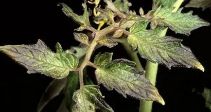 Fertilizarea de roșii, care nu este suficient de tomate, îngrășăminte complexe