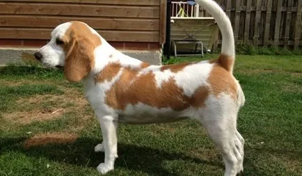 Descrierea detaliată a Beagle