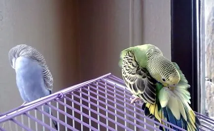 De ce perus zgârierea (foto și video) (de ce) De ce perus zgârierea (foto și video)
