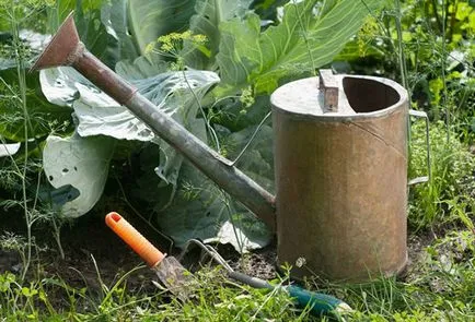 Varza fertilizarea solului după plantare moduri de bază (pansament) Varza fertilizarea solului după plantare metode de bază