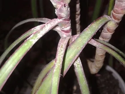 De ce frunzele se plante în ghiveci negru - metode de control (frunze) De ce frunzele se plante în ghiveci negru - metode de control