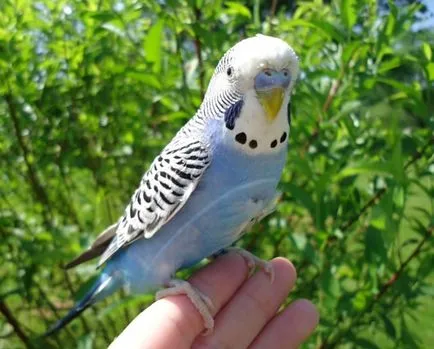 De ce perus zgârierea (foto și video) (zgâriat) De ce perus zgârierea (foto și video)