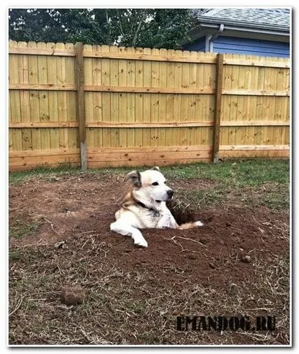 De ce un câine sapă o gaură