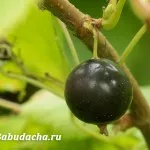 Udarea și fertilizat căpșuni la fel de mult, dând (hrănire) Udarea si fertilizarea căpșuni la fel de mult, oferindu-