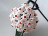 plantare Amaryllis și de îngrijire la domiciliu și în grădină; propagare Amaryllis și transplantare