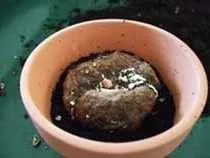 Plantarea Begonia tubercul modul de a pune plante de interior tubercul Begonia (plante) Plantarea Begonia tubercul modul de a pune plante de interior tubercul Begonia