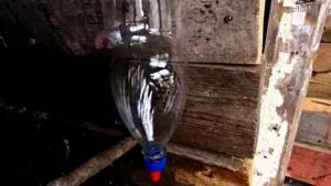 Bautor de pui cu desene mâini și diagrame
