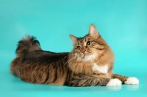 Rasa de pisici tailless