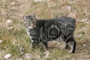 Rasa de pisici tailless