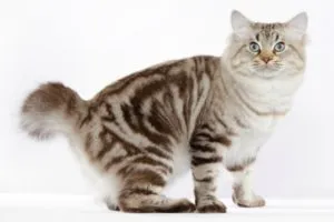 Rasa de pisici tailless