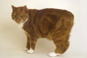 Rasa de pisici tailless