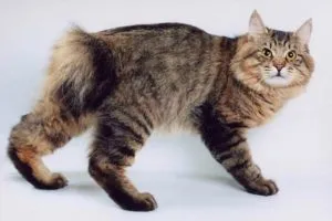 Rasa de pisici tailless