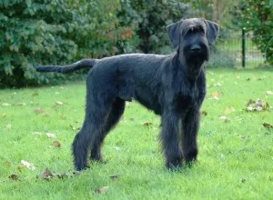 Câine rasa caine negru