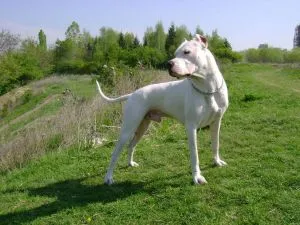 Câine de câine rasa