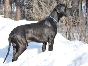 Câine de câine rasa