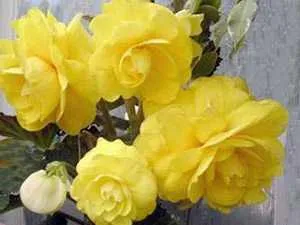 Plantarea Begonia tubercul modul de a pune plante de interior tubercul Begonia (tubercul) Plantarea Begonia tubercul modul de a pune plante de interior tubercul Begonia