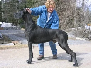 Câine rasa caine negru