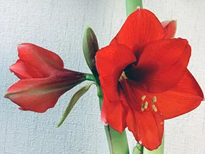 plantare Amaryllis și de îngrijire la domiciliu și în grădină; propagare Amaryllis și transplantare