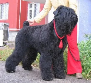 Câine rasa caine negru