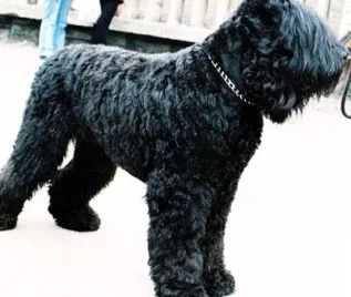 Rasa caine negru
