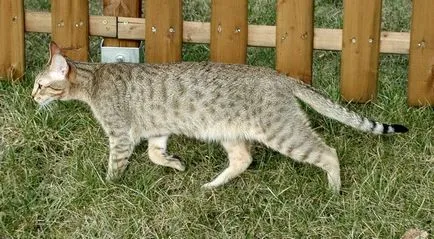 rase de pisici cu urechi mari (lungi) 16 rase cu imagini și denumiri (pisici) Cat rase cu urechi mari (lungi) 16 rase cu imagini și nume