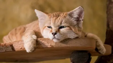 rase de pisici cu urechi mari (lungi) 16 rase cu imagini și denumiri (pisici) Cat rase cu urechi mari (lungi) 16 rase cu imagini și nume