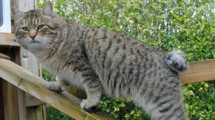 Rasa de pisici tailless