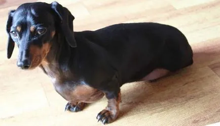 Rasa caine negru