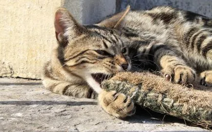 rase de pisici cu urechi mari (lungi) 16 rase cu imagini și denumiri (rocă) Cat rase cu urechi mari (lungi) 16 rase cu imagini și nume