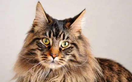 Cat rasele de talie mare