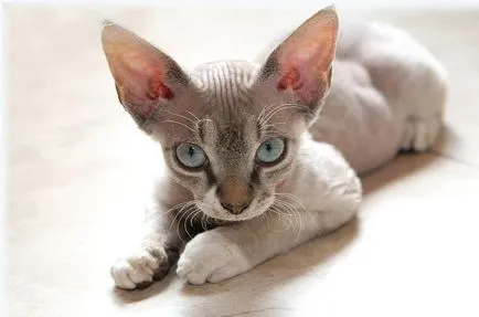 rase de pisici cu urechi mari (lungi) 16 rase cu imagini și denumiri (mai mult) Cat rase cu urechi mari (lungi) 16 rase cu imagini și nume