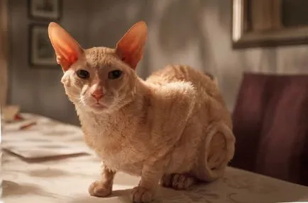 rase de pisici cu urechi mari (lungi) 16 rase cu imagini și denumiri (urechi) Cat rase cu urechi mari (lungi) 16 rase cu imagini și nume