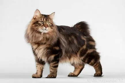 Rasa de pisici tailless