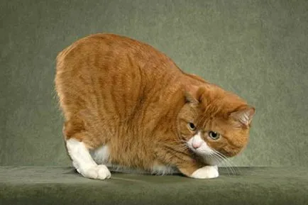 Rasa de pisici tailless