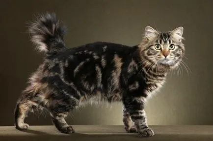 Rasa de pisici tailless
