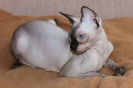 rase de pisici cu urechi mari (lungi) 16 rase cu imagini și denumiri (urechi) Cat rase cu urechi mari (lungi) 16 rase cu imagini și nume
