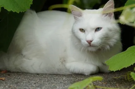 rase de pisici cu urechi mari (lungi) 16 rase cu imagini și denumiri (urechi) Cat rase cu urechi mari (lungi) 16 rase cu imagini și nume