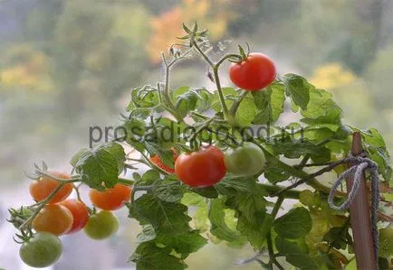 rosii cherry pe cultivarea pervaz și întreținere, fotografie și video