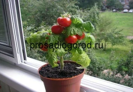 Tomate pe pervazul ferestrei roșii la domiciliu în creștere, alegerea solului, Foto & Video (acasă) Tomate pe pervazul ferestrei în creștere roșii la domiciliu, alegerea solului, foto și video