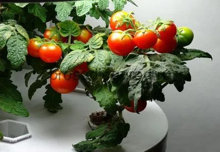 rosii cherry pe cultivarea pervaz și întreținere, fotografie și video
