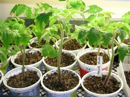 rosii cherry cresc pe pervazul ca iarna într-o oală (cireșe) rosii cherry pe pervazul ferestrei, în timpul iernii cum să crească într-un vas