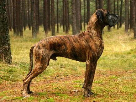 Rasa de câine - câine