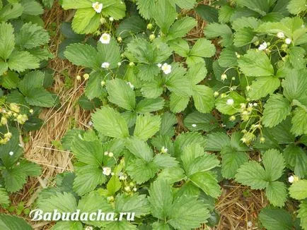 Udarea si fertilizarea căpșuni la fel de mult, dând (ca) Udarea si fertilizarea căpșuni la fel de mult, oferindu-
