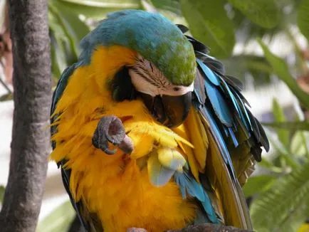 Parrot mâncărime - ce să facă ce zgârierea perus (ondulat) Parrot mâncărime - ce să facă mancarimilor de ce perus