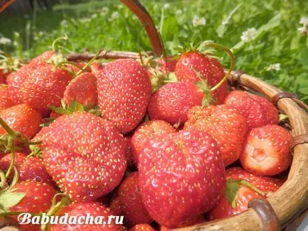 Udarea si fertilizarea căpșuni la fel de mult, dând (glazura) Udarea si fertilizarea căpșuni la fel de mult, oferindu-
