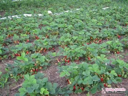 Udarea căpșuni în timpul fructificării (fructificare) Udarea căpșuni în timpul fructoase